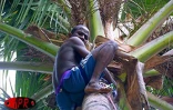Après l'ail, le vacoa et le palmiste, le goyavier ou encore le miel vert, c'est au tour du coco de faire la fête à Grande-Fontaine (Saint-Paul) ce mercredi 23 août 2000