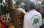Après l'ail, le vacoa et le palmiste, le goyavier ou encore le miel vert, c'est au tour du coco de faire la fête à Grande-Fontaine (Saint-Paul) ce mercredi 23 août 2000