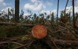Un arbre coupé et des branchages dans une forêt d'eucalyptus à Marinha Grande, au Portugal, le 7 mai 2026