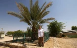 La scientifique israélienne Elaine Solowey devant le dattier "Methuselah", le premier à avoir poussé avec des graines de plus de 2.000 ans, à Kibbutz Ketura dans le sud d'Israël, le 27 septembre 2021