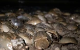Des crabes fer à cheval ou Limulidés, sur une pmlage près de Dover, dans le Delaware, le 17 juin 2022

