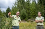 Pierre Lambert (g) et Rodolphe Pierrat de l'ONF montrent un jeune sapin muni de pincettes pour le protéger des cerfs, chamois et chevreuils, le 18 août 2020 dans la forêt de Ban-sur-Meurthe-Clefcy, dans les Vosges