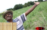 Mardi 7 novembre 2006 -

Firmin Viry, chantre du maloya, lance &quot;Mémoir in pèp&quot;son nouvel opus