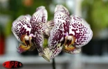 Flore et Halle, le salon de l'horticulture et du cadre de vie, s'est tenu du mercredi 1er août au dimanche 5 août 2001 au Port