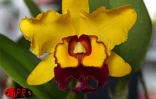 Flore et Halle, le salon de l'horticulture et du cadre de vie, s'est tenu du mercredi 1er août au dimanche 5 août 2001 au Port