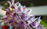 Flore et Halle, le salon de l'horticulture et du cadre de vie, s'est tenu du mercredi 1er août au dimanche 5 août 2001 au Port
