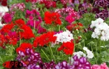 Flore et Halle, le salon de l'horticulture et du cadre de vie, s'est tenu du mercredi 1er août au dimanche 5 août 2001 au Port