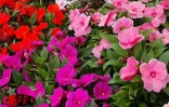 Flore et Halle, le salon de l'horticulture et du cadre de vie, s'est tenu du mercredi 1er août au dimanche 5 août 2001 au Port