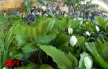 Les 5èmes Floralies de l'Océan Indien  ont eu lieu du vendredi 6 au dimanche 8 octobre 2000 au parc des Expositions de Saint-Denis de La Réunion. L'exposition vente était placée sous le thème &quot;les hommes et les plantes à travers le temps&quot;