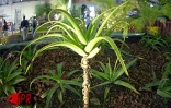 Les 5èmes Floralies de l'Océan Indien  ont eu lieu du vendredi 6 au dimanche 8 octobre 2000 au parc des Expositions de Saint-Denis de La Réunion. L'exposition vente était placée sous le thème &quot;les hommes et les plantes à travers le temps&quot;