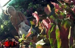 Les 5èmes Floralies de l'Océan Indien  ont eu lieu du vendredi 6 au dimanche 8 octobre 2000 au parc des Expositions de Saint-Denis de La Réunion. L'exposition vente était placée sous le thème &quot;les hommes et les plantes à travers le temps&quot;