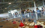 La 29ème foire agricole de Bras Panon ferme ses portes le dimanche 9 mai 2004