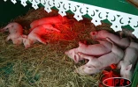 La 29ème foire agricole de Bras Panon ferme ses portes le dimanche 9 mai 2004