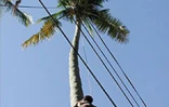 Lors de la 6ème édition concours de grimper de cocotiers  en août 2001 à Saint-Paul