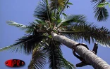Lors de la 6ème édition concours de grimper de cocotiers  en août 2001 à Saint-Paul