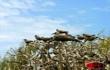 L'île aux cocos (Maurice), accueille plusieurs espèces d'oiseaux protégés (sterne, fous de bassans, frégatge, oiseaux la vierge...)
