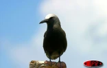 L'île aux cocos (Maurice), accueille plusieurs espèces d'oiseaux protégés (sterne, fous de bassans, frégatge, oiseaux la vierge...)