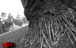 Le jardin de l'État à Saint-Denis (Nord) a rouvert ses portes le mercredi 10 avril 2002. Ravagé par le cyclone Dina, il était fermé depuis trois mois.