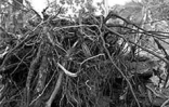 Le jardin de l'État à Saint-Denis (Nord) a rouvert ses portes le mercredi 10 avril 2002. Ravagé par le cyclone Dina, il était fermé depuis trois mois.
