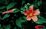 Rendez-vous dans les jardins de La Réunion