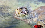 Jeudi 24 août 2006 -
Kélonia, le royaume Marinette la tortue marine