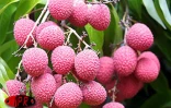 Le letchi est l'un des fruits les plus appréciées des Réunionnais