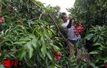 Fruit rouge à chair blanche, le letchi est l'un des fruits préféré des Réunionnais