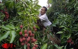 Fruit rouge à chair blanche, le letchi est l'un des fruits préféré des Réunionnais