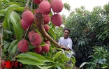 Fruit rouge à chair blanche, le letchi est l'un des fruits préféré des Réunionnais