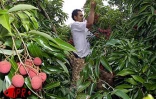 Fruit rouge à chair blanche, le letchi est l'un des fruits préférés des Réunionnais