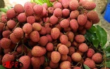 Fruit rouge à chair blanche, le letchi arrive à maturité pour les fêtes de fin d'année