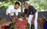 Fruit rouge à chair blanche, le letchi arrive à maturité pour les fêtes de fin d'année