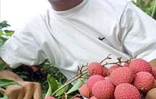 Fruit rouge à chair blanche, le letchi arrive à maturité pour les fêtes de fin d'année