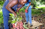 Fruit rouge à chair blanche, le letchi arrive à maturité pour les fêtes de fin d'année