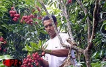 Fruit rouge à chair blanche, le letchi arrive à maturité pour les fêtes de fin d'année