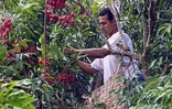 Fruit rouge à chair blanche, le letchi est très appréciés des Réunionnais
