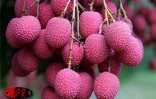 Fruit rouge à chair blanche, le letchi est très appréciés des Réunionnais