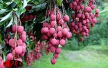 Fruit rouge à chair blanche, le letchi est très appréciés des Réunionnais