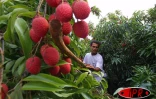 Le letchi de La Réunion aura son &quot;label rouge&quot;, une reconnaissance de la qualité du petit fruit rouge