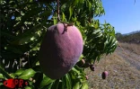 Qu'elles soient carotte, sauvage, josé, auguste ou américaine, les mangues font partie des fruitss préférés des Réunionnais