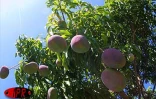Qu'elles soient carotte, sauvage, josé, auguste ou américaine, les mangues font partie des fruitss préférés des Réunionnais