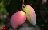 Qu'elles soient carotte, sauvage, josé, auguste ou américaine, les mangues font partie des fruitss préférés des Réunionnais