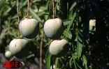 Qu'elles soient carotte, sauvage, josé, auguste ou américaine, les mangues font partie des fruitss préférés des Réunionnais
