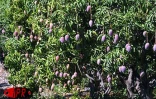 Qu'elles soient carotte, sauvage, josé, auguste ou américaine, les mangues font partie des fruitss préférés des Réunionnais