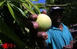 Qu'elles soient carotte, sauvage, josé, auguste ou américaine, les mangues font partie des fruitss préférés des Réunionnais
