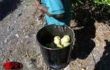 Qu'elles soient carotte, sauvage, josé, auguste ou américaine, les mangues font partie des fruitss préférés des Réunionnais