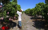 Qu'elles soient carotte, sauvage, josé, auguste ou américaine, les mangues font partie des fruitss préférés des Réunionnais