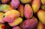 Qu'elles soient carotte, sauvage, josé, auguste ou américaine, les mangues font partie des fruitss préférés des Réunionnais
