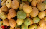 Qu'elles soient carotte, sauvage, josé, auguste ou américaine, les mangues font partie des fruitss préférés des Réunionnais