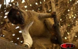 Depuis six ans, l'îlot Mbouzi au large de Mayotte est devenu un dispensaire qui  accueille, réconforte et soigne des makis, ces petits lémuriens au regard émouvant d'humanité